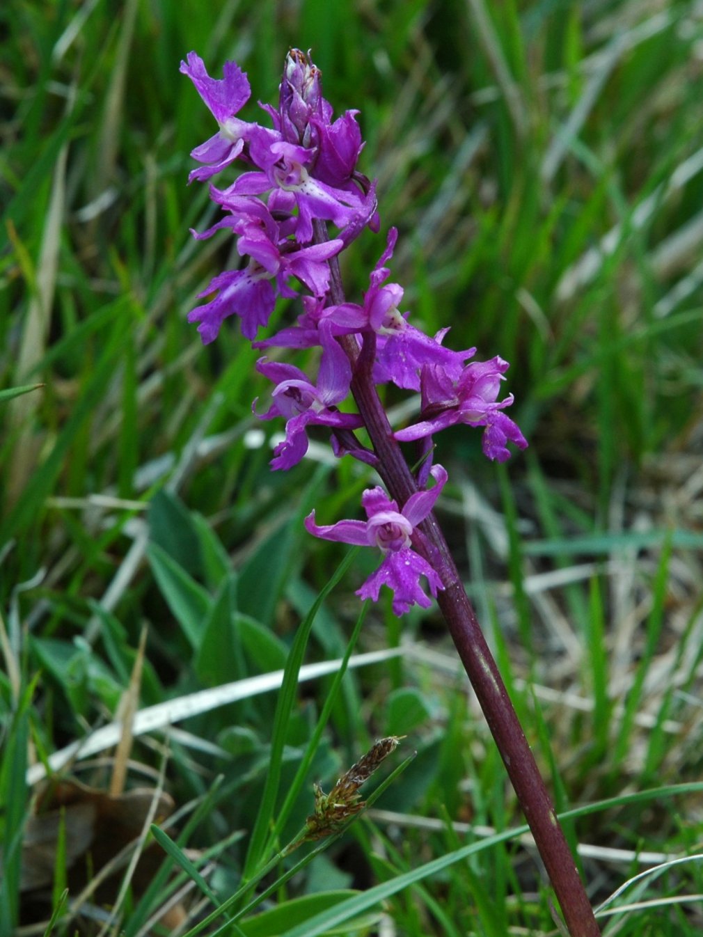 Dactylorhiza  250410